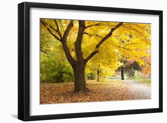 A Maple Tree in Full Colour in Arnold Arboretum, Boston, Usa-null-Framed Photographic Print