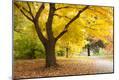 Photographic Print