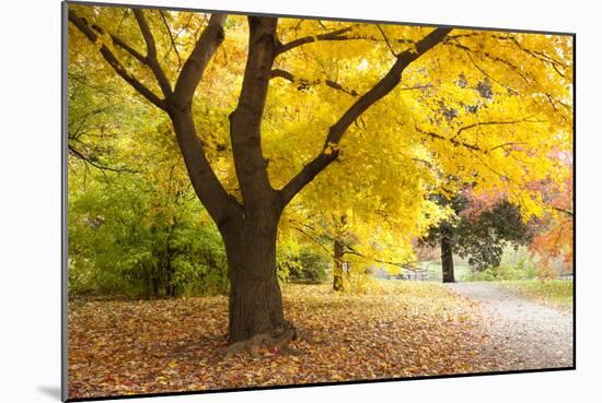 A Maple Tree in Full Colour in Arnold Arboretum, Boston, Usa-null-Mounted Photographic Print