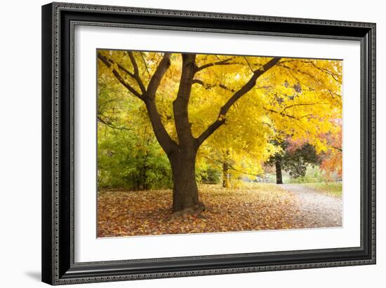 A Maple Tree in Full Colour in Arnold Arboretum, Boston, Usa-null-Framed Photographic Print