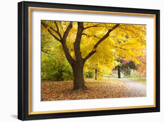 A Maple Tree in Full Colour in Arnold Arboretum, Boston, Usa-null-Framed Photographic Print