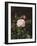 A Maria Larpin Rose-Otto Didrik Ottesen-Framed Giclee Print