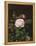 A Maria Larpin Rose-Otto Didrik Ottesen-Framed Premier Image Canvas