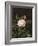 A Maria Larpin Rose-Otto Didrik Ottesen-Framed Giclee Print