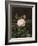 A Maria Larpin Rose-Otto Didrik Ottesen-Framed Giclee Print