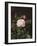 A Maria Larpin Rose-Otto Didrik Ottesen-Framed Giclee Print