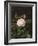 A Maria Larpin Rose-Otto Didrik Ottesen-Framed Giclee Print