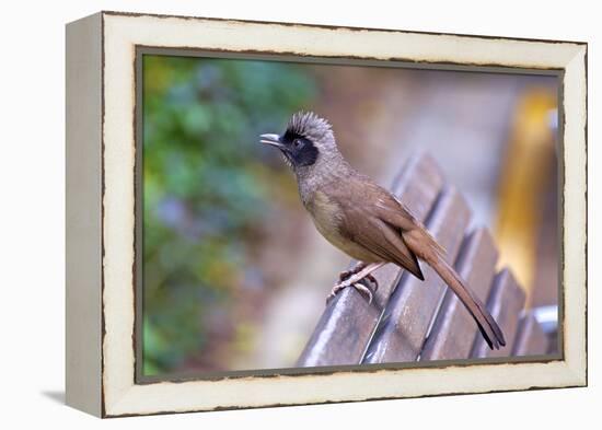 A Masked Laughing Thrush in Kowloon Park, Hong Kong-Richard Wright-Framed Premier Image Canvas