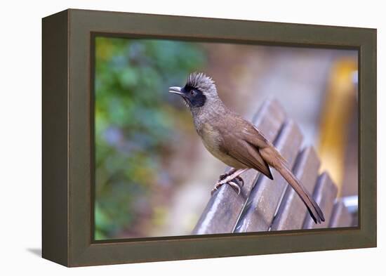 A Masked Laughing Thrush in Kowloon Park, Hong Kong-Richard Wright-Framed Premier Image Canvas