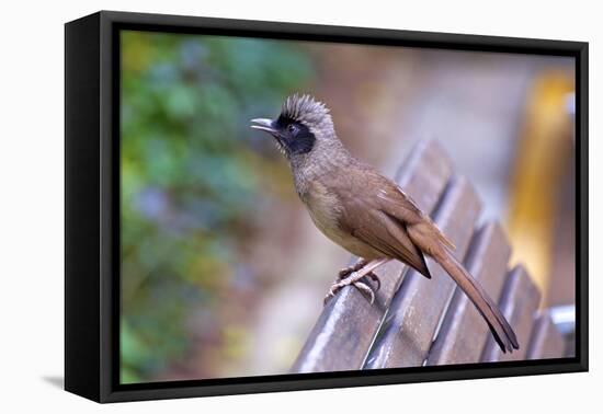 A Masked Laughing Thrush in Kowloon Park, Hong Kong-Richard Wright-Framed Premier Image Canvas