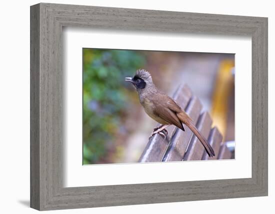 A Masked Laughing Thrush in Kowloon Park, Hong Kong-Richard Wright-Framed Photographic Print