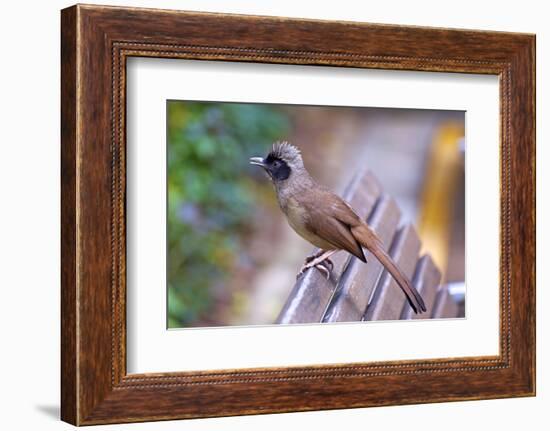 A Masked Laughing Thrush in Kowloon Park, Hong Kong-Richard Wright-Framed Photographic Print