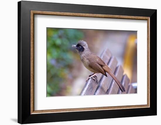 A Masked Laughing Thrush in Kowloon Park, Hong Kong-Richard Wright-Framed Photographic Print