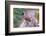 A Masked Laughing Thrush in Kowloon Park, Hong Kong-Richard Wright-Framed Photographic Print