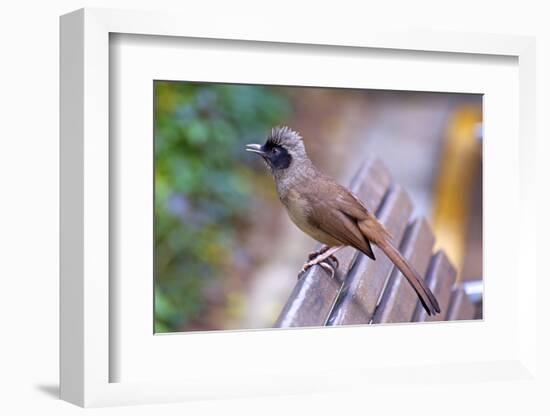 A Masked Laughing Thrush in Kowloon Park, Hong Kong-Richard Wright-Framed Photographic Print