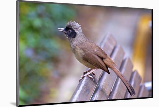 A Masked Laughing Thrush in Kowloon Park, Hong Kong-Richard Wright-Mounted Photographic Print