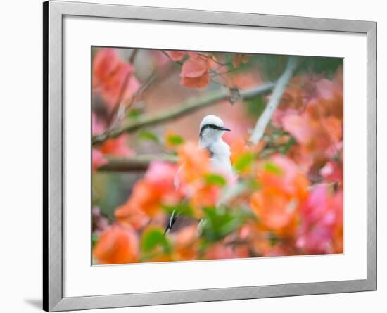 A Masked Water Tyrant Perches on a Tree Branch in the Atlantic Rainforest-Alex Saberi-Framed Photographic Print