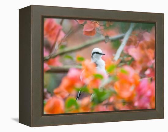 A Masked Water Tyrant Perches on a Tree Branch in the Atlantic Rainforest-Alex Saberi-Framed Premier Image Canvas