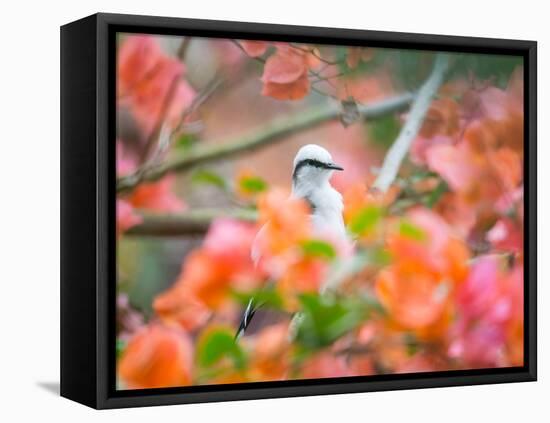 A Masked Water Tyrant Perches on a Tree Branch in the Atlantic Rainforest-Alex Saberi-Framed Premier Image Canvas