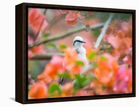 A Masked Water Tyrant Perches on a Tree Branch in the Atlantic Rainforest-Alex Saberi-Framed Premier Image Canvas