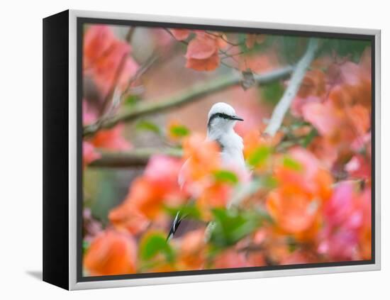 A Masked Water Tyrant Perches on a Tree Branch in the Atlantic Rainforest-Alex Saberi-Framed Premier Image Canvas