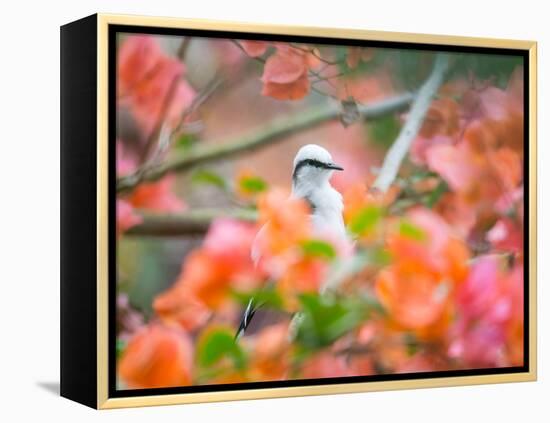 A Masked Water Tyrant Perches on a Tree Branch in the Atlantic Rainforest-Alex Saberi-Framed Premier Image Canvas