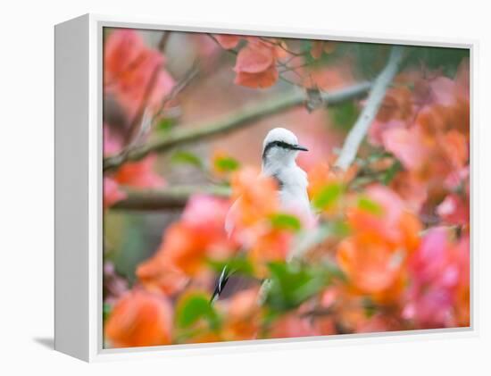 A Masked Water Tyrant Perches on a Tree Branch in the Atlantic Rainforest-Alex Saberi-Framed Premier Image Canvas