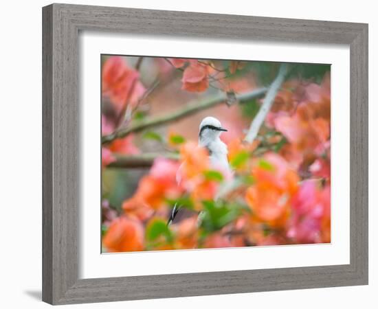 A Masked Water Tyrant Perches on a Tree Branch in the Atlantic Rainforest-Alex Saberi-Framed Photographic Print