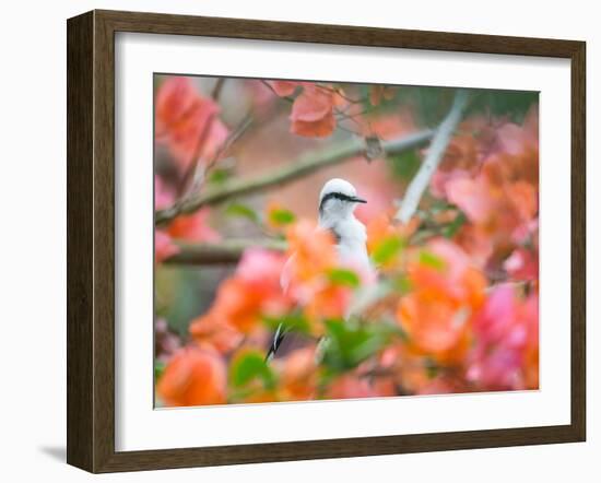 A Masked Water Tyrant Perches on a Tree Branch in the Atlantic Rainforest-Alex Saberi-Framed Photographic Print