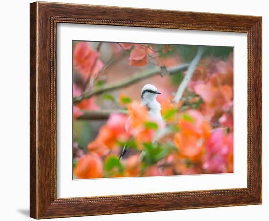 A Masked Water Tyrant Perches on a Tree Branch in the Atlantic Rainforest-Alex Saberi-Framed Photographic Print