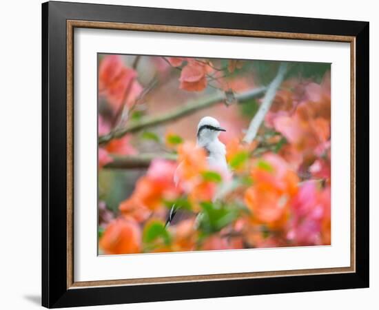 A Masked Water Tyrant Perches on a Tree Branch in the Atlantic Rainforest-Alex Saberi-Framed Photographic Print