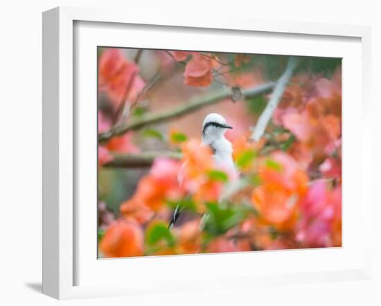 A Masked Water Tyrant Perches on a Tree Branch in the Atlantic Rainforest-Alex Saberi-Framed Photographic Print