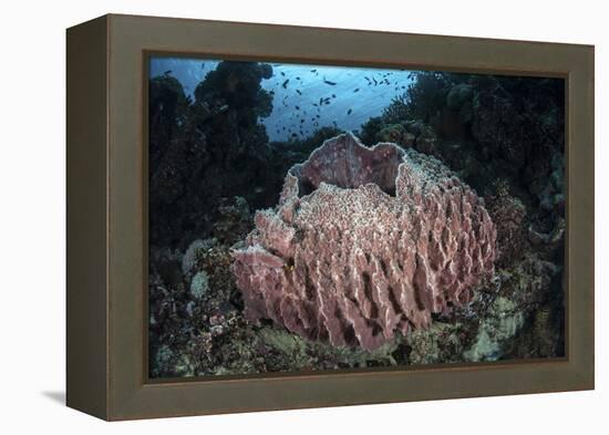 A Massive Barrel Sponge Grows N the Solomon Islands-Stocktrek Images-Framed Premier Image Canvas