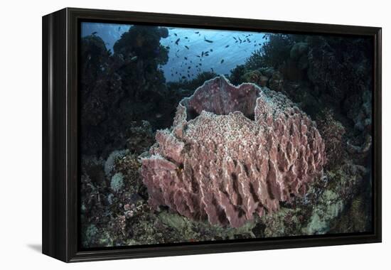 A Massive Barrel Sponge Grows N the Solomon Islands-Stocktrek Images-Framed Premier Image Canvas