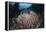 A Massive Barrel Sponge Grows N the Solomon Islands-Stocktrek Images-Framed Premier Image Canvas