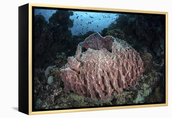 A Massive Barrel Sponge Grows N the Solomon Islands-Stocktrek Images-Framed Premier Image Canvas