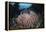 A Massive Barrel Sponge Grows N the Solomon Islands-Stocktrek Images-Framed Premier Image Canvas