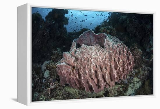A Massive Barrel Sponge Grows N the Solomon Islands-Stocktrek Images-Framed Premier Image Canvas