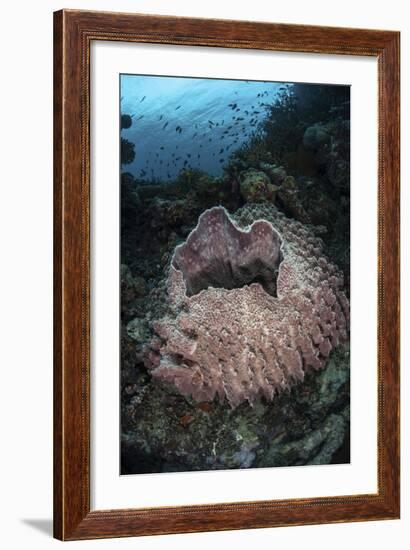 A Massive Barrel Sponge Grows N the Solomon Islands-Stocktrek Images-Framed Photographic Print