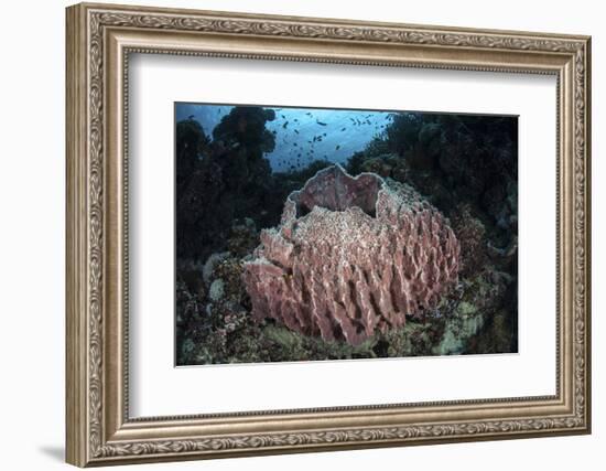 A Massive Barrel Sponge Grows N the Solomon Islands-Stocktrek Images-Framed Photographic Print