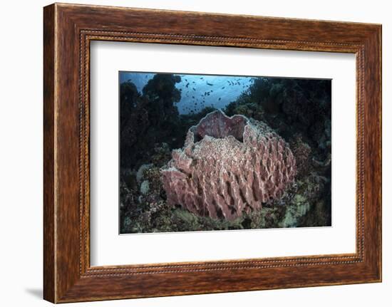 A Massive Barrel Sponge Grows N the Solomon Islands-Stocktrek Images-Framed Photographic Print