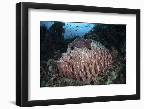 A Massive Barrel Sponge Grows N the Solomon Islands-Stocktrek Images-Framed Photographic Print