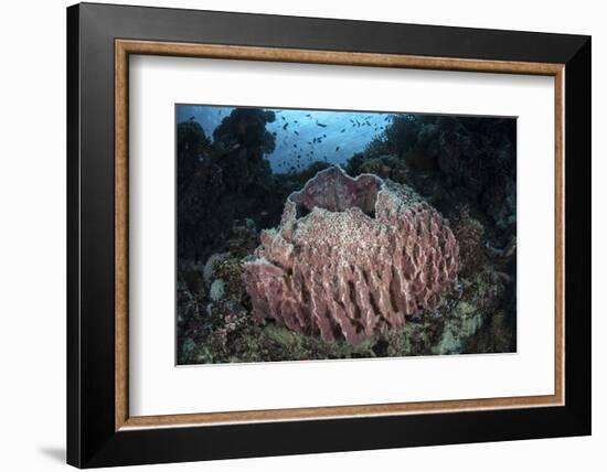 A Massive Barrel Sponge Grows N the Solomon Islands-Stocktrek Images-Framed Photographic Print