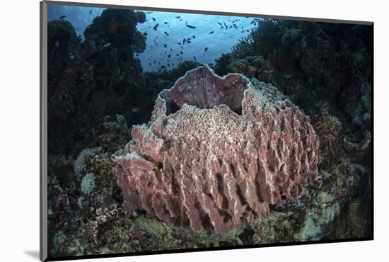 A Massive Barrel Sponge Grows N the Solomon Islands-Stocktrek Images-Mounted Photographic Print