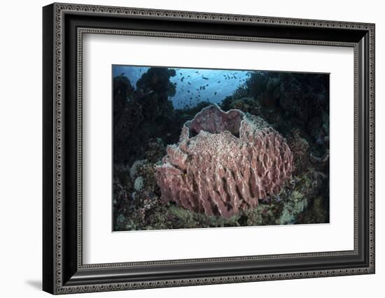 A Massive Barrel Sponge Grows N the Solomon Islands-Stocktrek Images-Framed Photographic Print