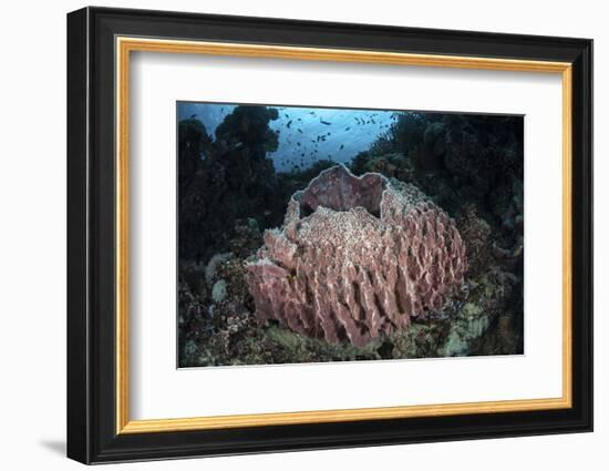 A Massive Barrel Sponge Grows N the Solomon Islands-Stocktrek Images-Framed Photographic Print