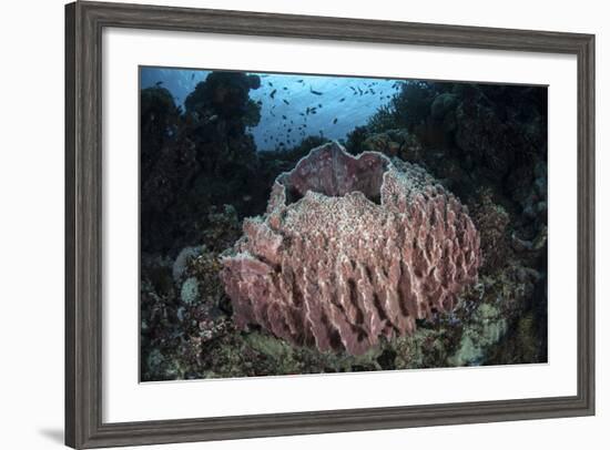 A Massive Barrel Sponge Grows N the Solomon Islands-Stocktrek Images-Framed Photographic Print