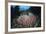 A Massive Barrel Sponge Grows N the Solomon Islands-Stocktrek Images-Framed Photographic Print