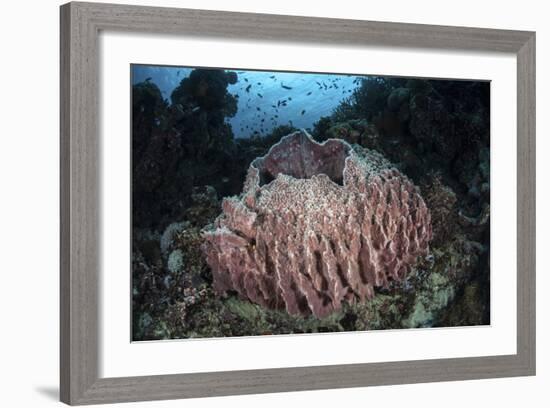 A Massive Barrel Sponge Grows N the Solomon Islands-Stocktrek Images-Framed Photographic Print