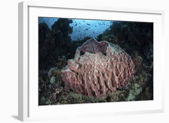 A Massive Barrel Sponge Grows N the Solomon Islands-Stocktrek Images-Framed Photographic Print